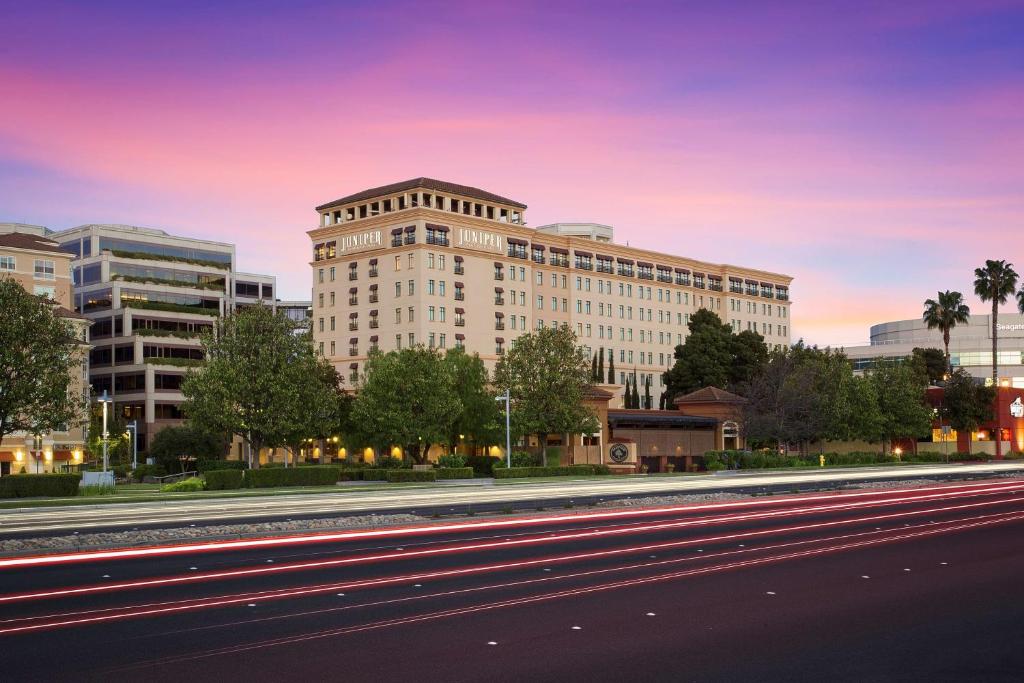 Juniper Cupertino, Curio Collection by Hilton, photo 1
